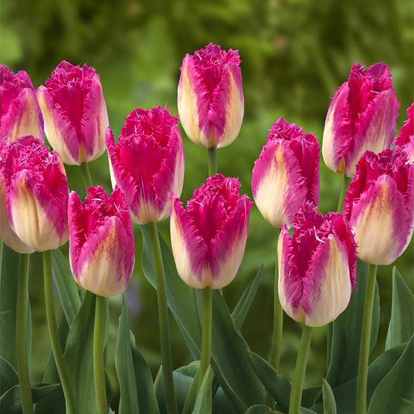 Bulbi-de-Lalele-Auxerre