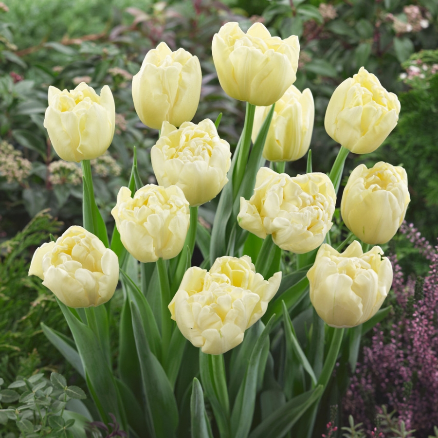 Bulbi-de-Lalele-Avant-Garde-1677