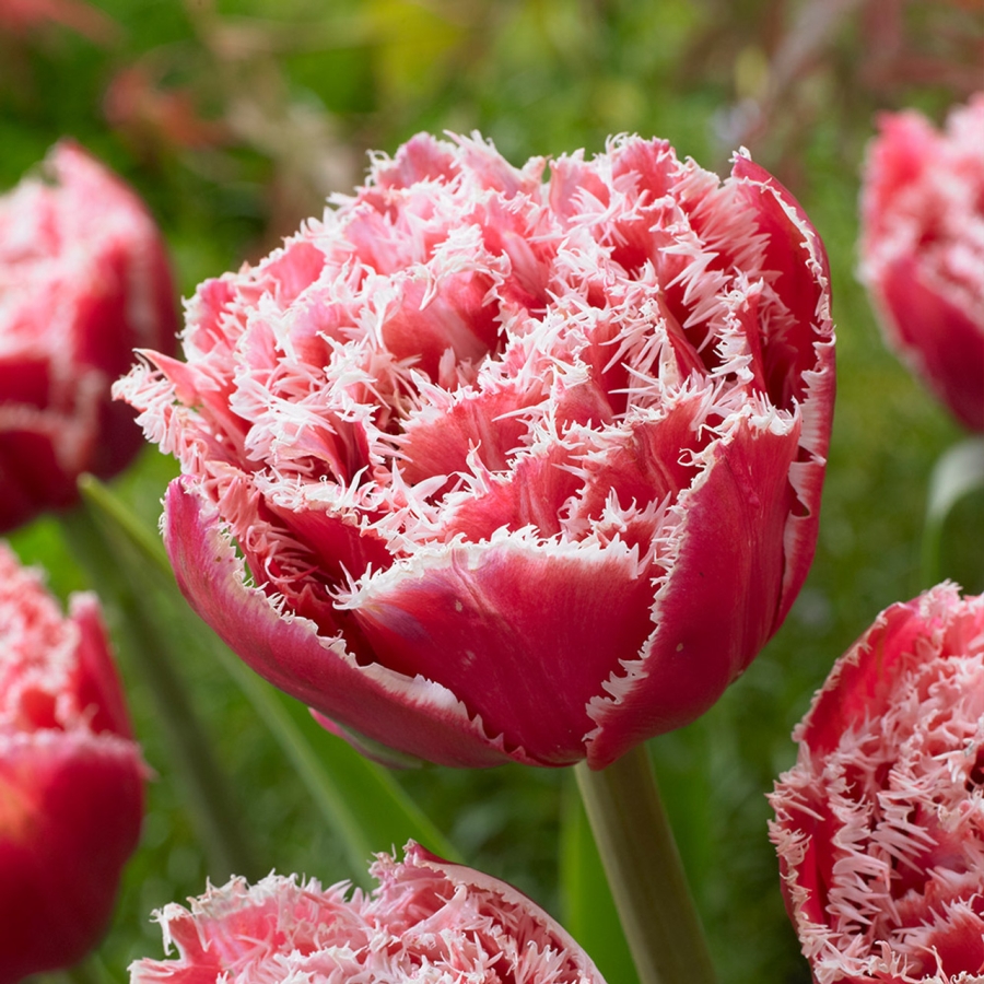 Bulbi-de-Lalele-Brest