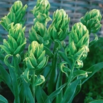 Bulbi de Lalele Brooklyn 1