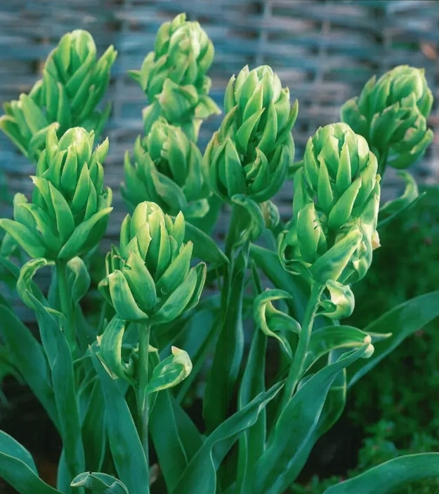 Bulbi-de-Lalele-Brooklyn Bulbi de Lalele Brooklyn 1