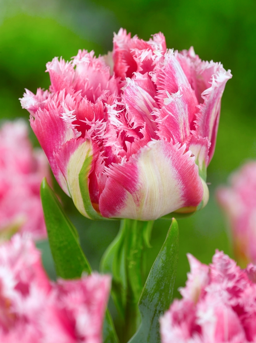 Bulbi-de-Lalele-Crispion-Sweet