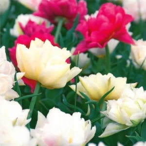 Bulbi de Lalele Easter Egg Mix 1