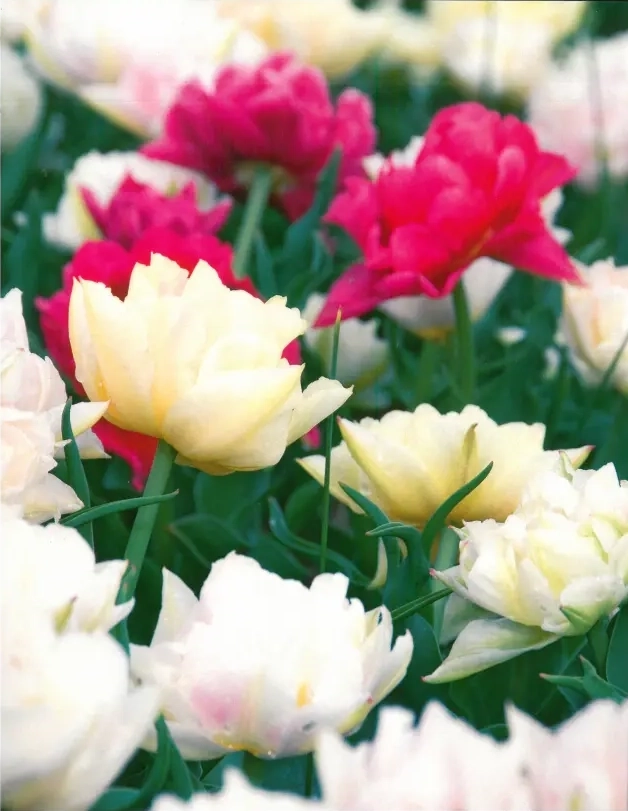 Bulbi-de-Lalele-Easter-Egg-Mix Bulbi de Lalele Easter Egg Mix 1