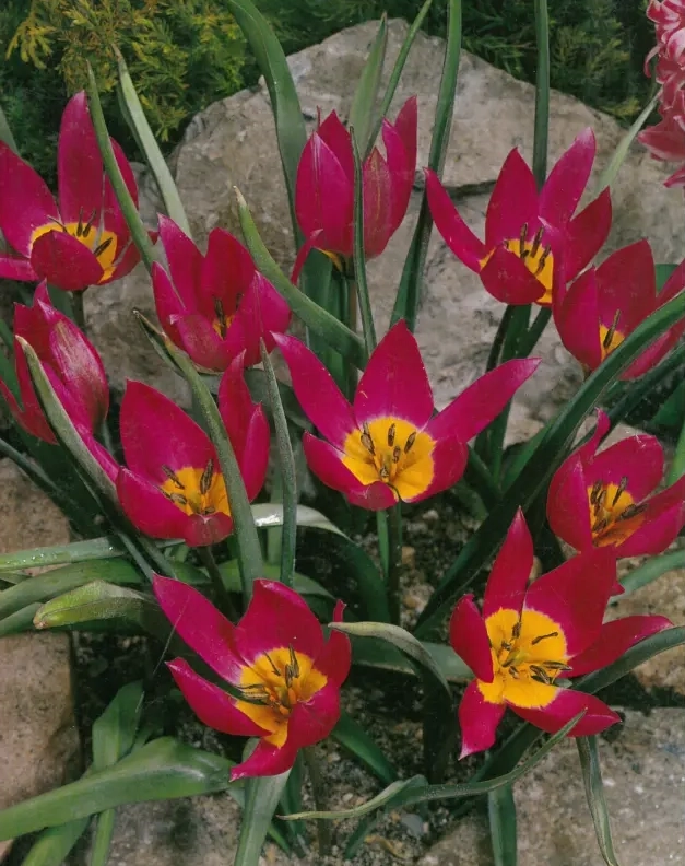 Bulbi-de-Lalele-Eastern-Star Bulbi de Lalele Eastern Star 1