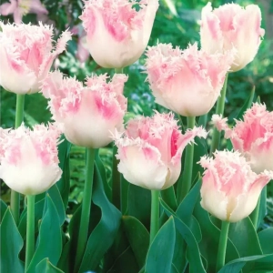 Bulbi de Lalele Galerie 1