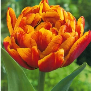 Bulbi de Lalele Herman Emminik 1