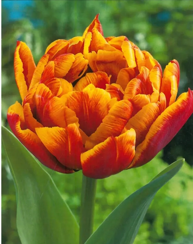 Bulbi de Lalele Herman Emminik 1