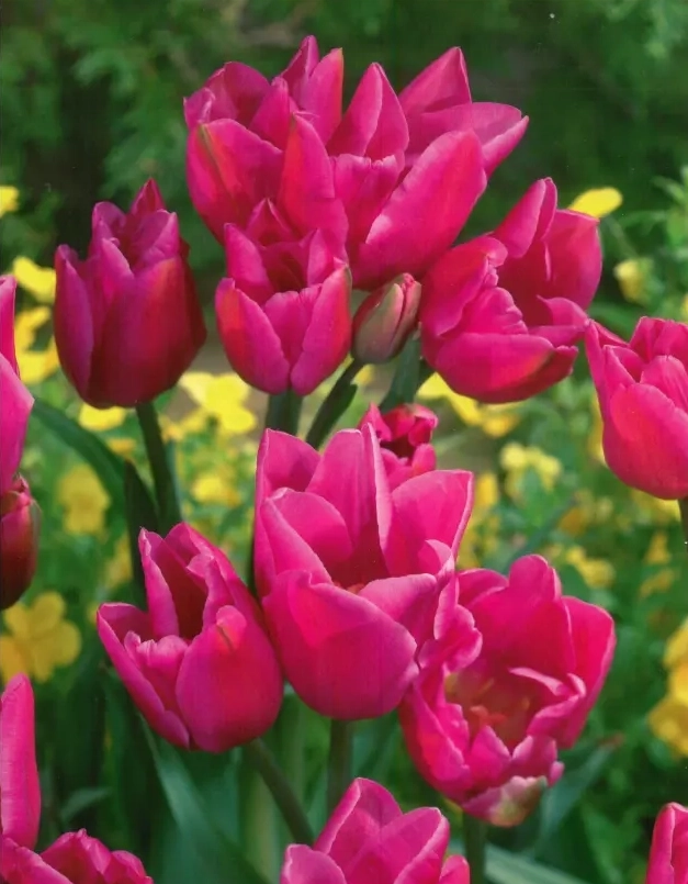 Bulbi-de-Lalele-Marathon-Champignon Bulbi de Lalele Marathon Champignon 1