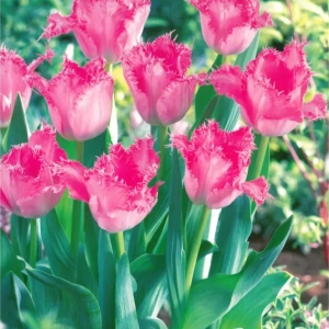 Bulbi de Lalele Santander 1