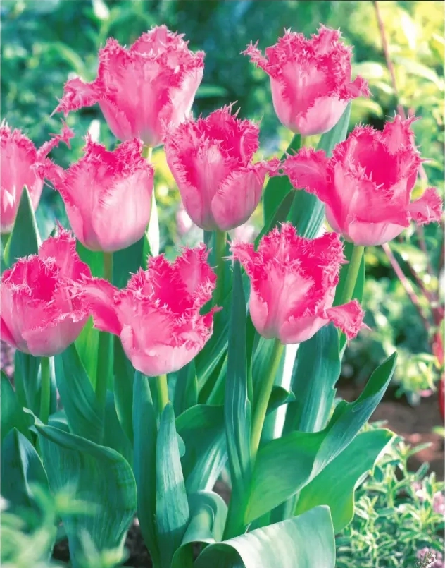 Bulbi de Lalele Santander 1