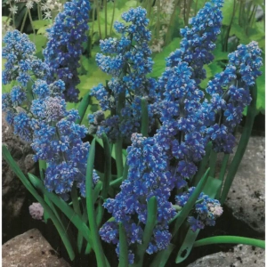 Bulbi de Muscari Blue Spike 1