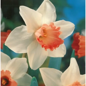 Bulbi de Narcise Accent (14-16 cm) 1