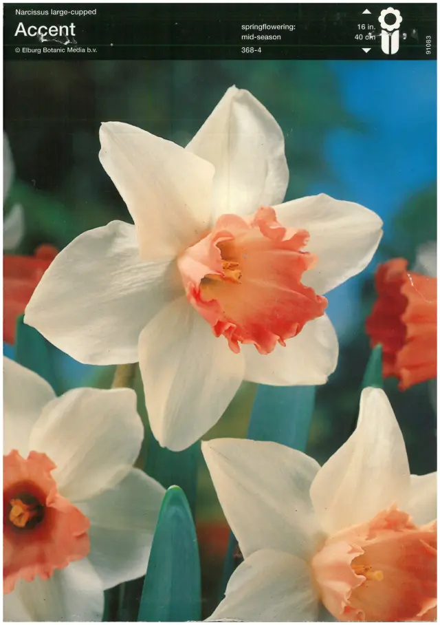 Bulbi-de-Narcise-Accent-1426 Bulbi de Narcise Accent (14-16 cm) 1