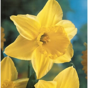 Bulbi de Narcise Carlton (14-16 cm) 1