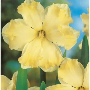 Bulbi de Narcise Cassata 1