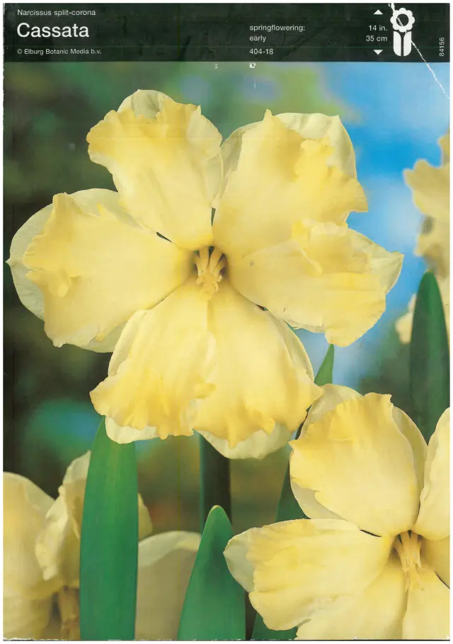 Bulbi-de-Narcise-Cassata-4970 Bulbi de Narcise Cassata (14-16 cm) 1