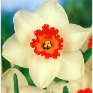 Bulbi de Narcise Decoy (14-16 cm) 1