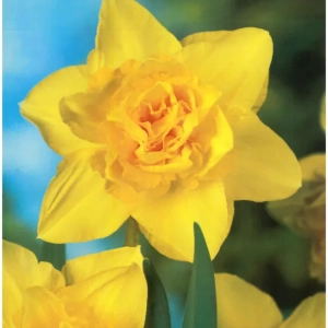 Bulbi de Narcise Dick Wilden (14-16 cm) 1