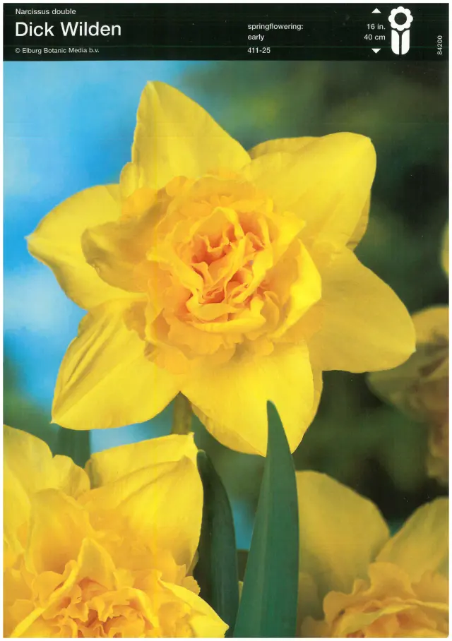 Bulbi de Narcise Dick Wilden (14-16 cm) 1