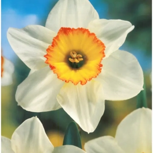 Bulbi de Narcise Flower Record 1