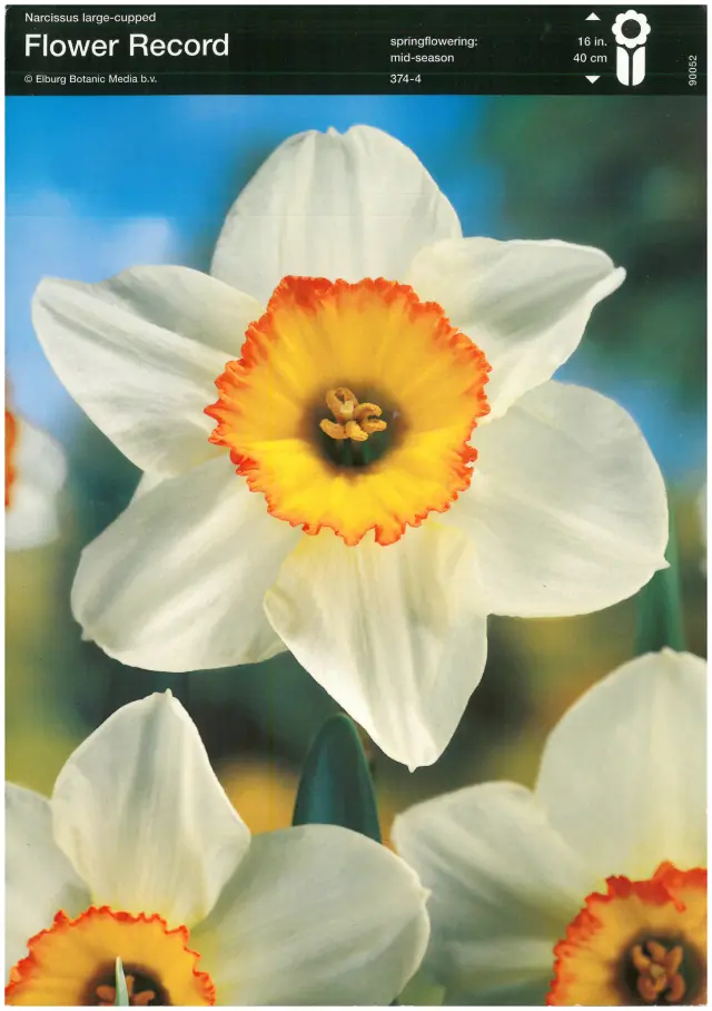 Bulbi-de-Narcise-Flower-Record Bulbi de Narcise Flower Record 1