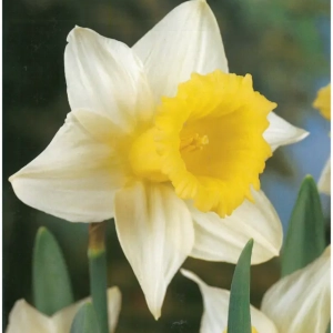 Bulbi de Narcise Foresight (14-16 cm) 1