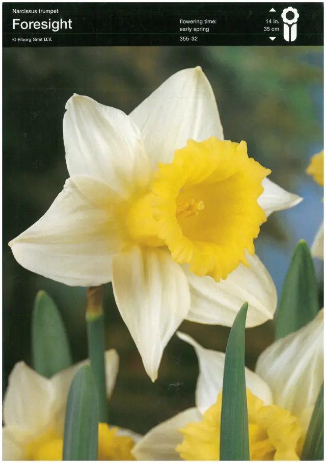 Bulbi-de-Narcise-Foresight Bulbi de Narcise Foresight 1