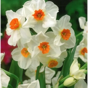 Bulbi de Narcise Geranium 1