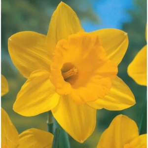 Bulbi de Narcise Gigantic Star (14-16 cm) 1