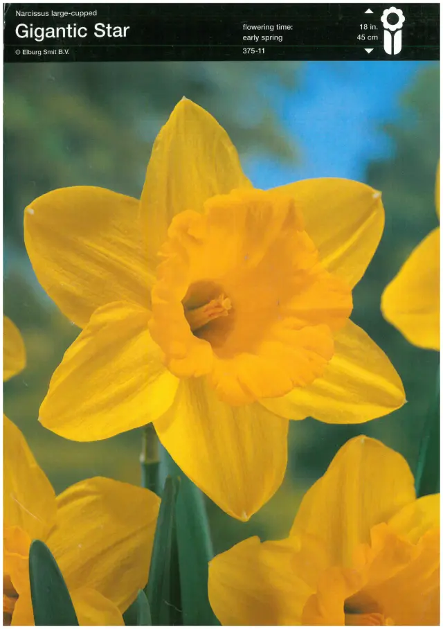 Bulbi-de-Narcise-Gigantic-Star Bulbi de Narcise Gigantic Star 1