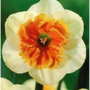 Bulbi de Narcise Aurora Goauche 1