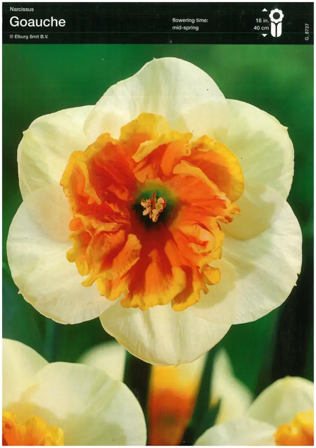 Bulbi-de-Narcise-Goauche Bulbi de Narcise Aurora Goauche 1