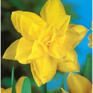 Bulbi de Narcise Golden Ducat (14-16 cm) 1