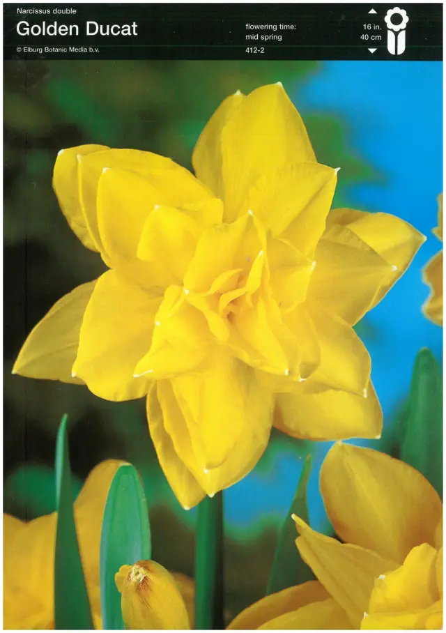 Bulbi de Narcise Golden Ducat 1