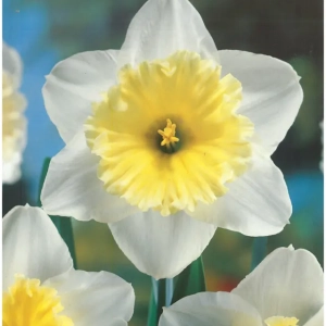 Bulbi de Narcise Ice Follies 1
