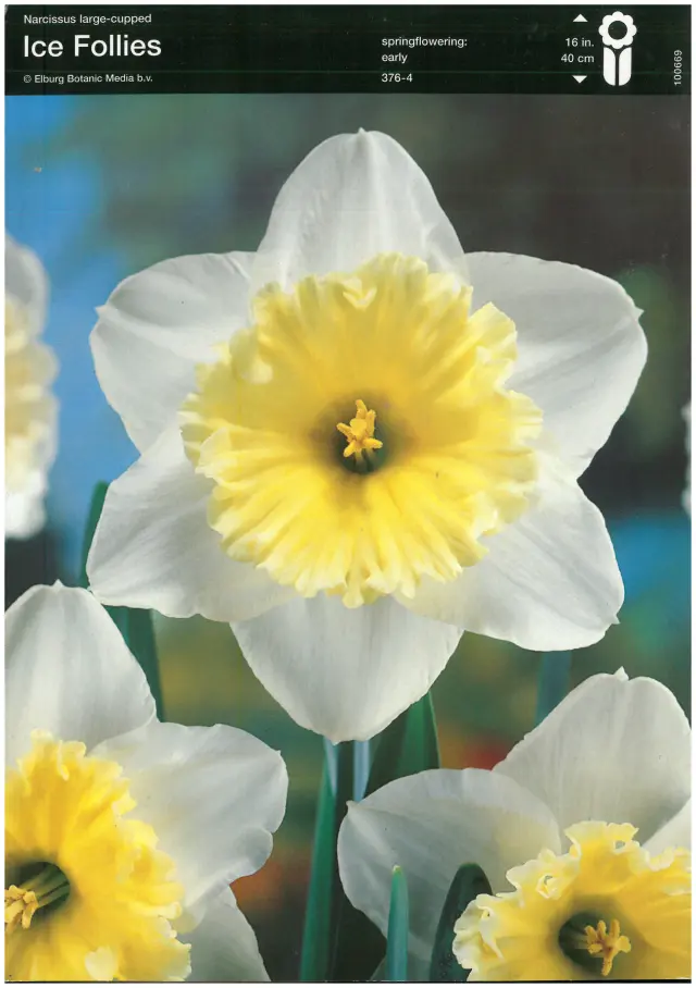 Bulbi-de-Narcise-Ice-Follies-5827 Bulbi de Narcise Ice Follies (14-16 cm) 1