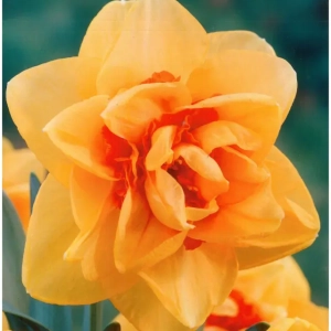 Bulbi de Narcise Innovator (14-16 cm) 1