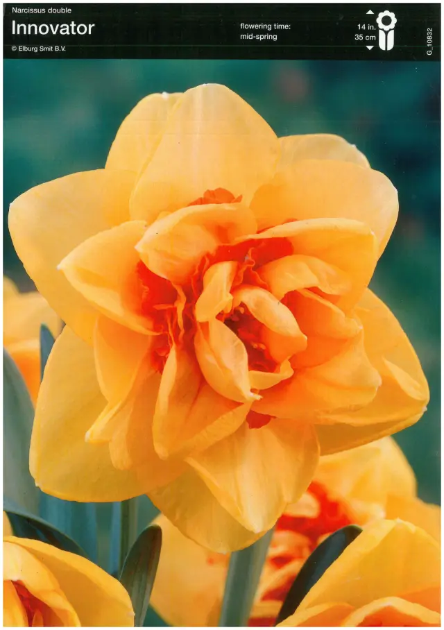 Bulbi-de-Narcise-Innovator Bulbi de Narcise Innovator 1