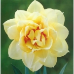 Bulbi de Narcise Manly 1