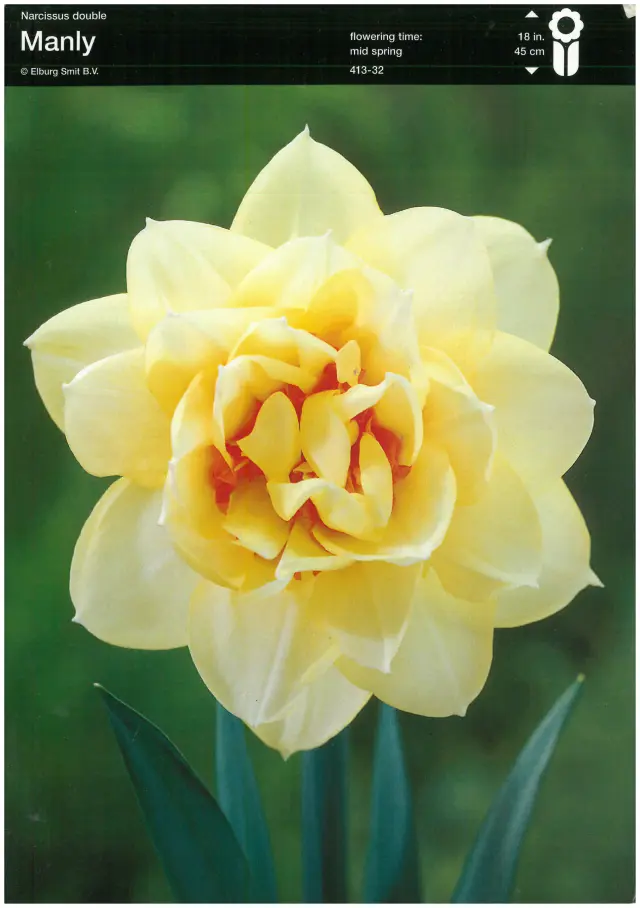 Bulbi de Narcise Manly 1