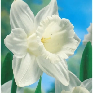 Bulbi de Narcise Mount Hood 1