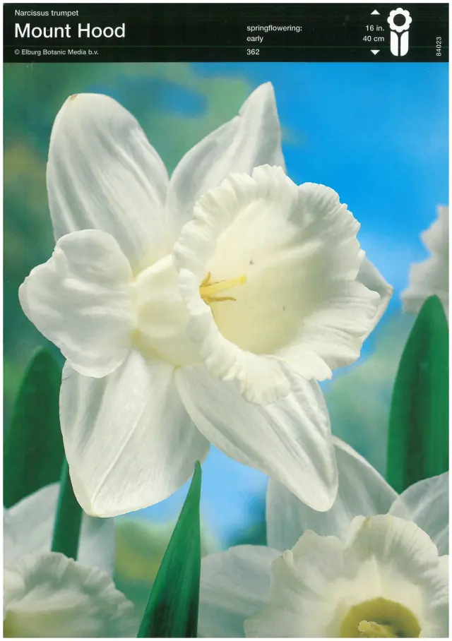 Bulbi-de-Narcise-Mount-Hood Bulbi de Narcise Mount Hood 1
