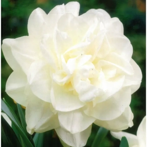 Bulbi de Narcise Obdam 1