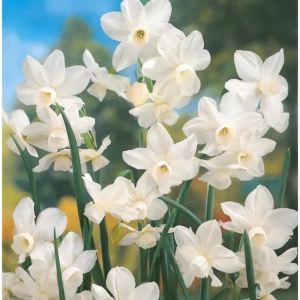 Bulbi de Narcise Petrel (14-16 cm) 1