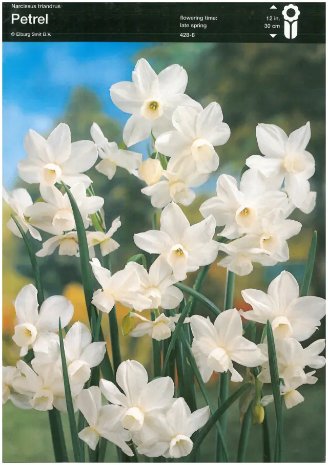 Bulbi-de-Narcise-Petrel-8524 Bulbi de Narcise Petrel (14-16 cm) 1