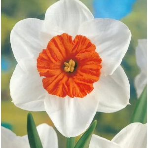 Bulbi de Narcise Professor Einstein (14-16 cm) 1