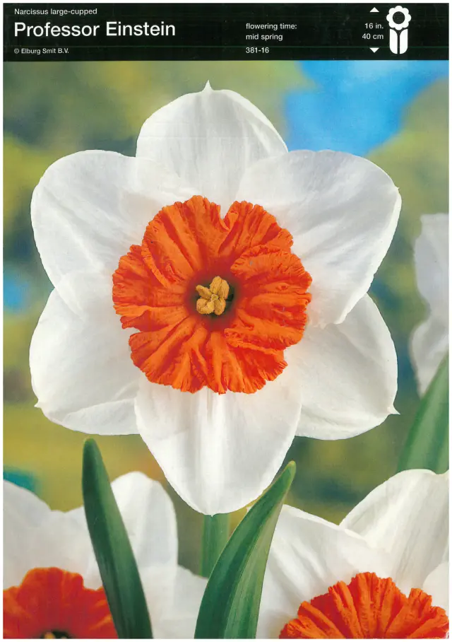 Bulbi-de-Narcise-Professor-Einstein-6581 Bulbi de Narcise Professor Einstein (14-16 cm) 1