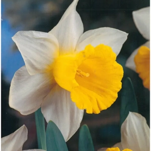 Bulbi de Narcise Queen of Bicolors 1