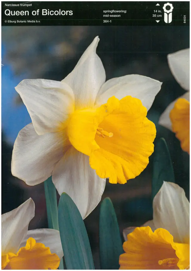 Bulbi-de-Narcise-Queen-of-Bicolors-1 Bulbi de Narcise Queen of Bicolors 1